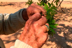 Jim Anthony, the owner of a 14,000-acre pecan farm near Granbury, Texas, displays bud break on a tree.