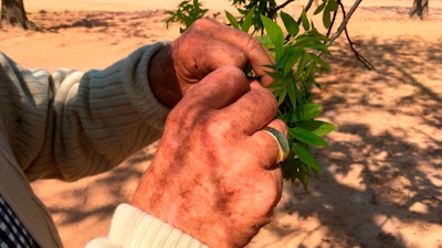 Jim Anthony, the owner of a 14,000-acre pecan farm near Granbury, Texas, displays bud break on a tree.