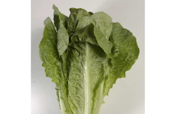 Romaine