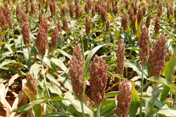 This Wednesday, Aug. 15, 2012 file photo shows sorghum at a farm in Waukomis, Okla. American sorghum farmers fear they will lose their largest export market if China follows through with a tariff on their crop. China imposed preliminary anti-dumping tariffs of 178.6 percent on U.S. sorghum in mid-April 2018 as part of its ongoing trade dispute with the U.S.