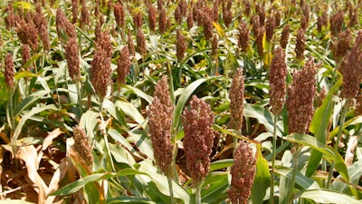 This Wednesday, Aug. 15, 2012 file photo shows sorghum at a farm in Waukomis, Okla. American sorghum farmers fear they will lose their largest export market if China follows through with a tariff on their crop. China imposed preliminary anti-dumping tariffs of 178.6 percent on U.S. sorghum in mid-April 2018 as part of its ongoing trade dispute with the U.S.