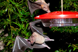 This 2013 file photo provided by the U.S. Fish and Wildlife shows nectar-feeding lesser long-nosed bats attracted to a hummingbird feeder during a citizen science bat migration monitoring project in southern Arizona. Wildlife managers in the American Southwest say a once-rare bat important to the pollination of plants used to produce tequila has made a comeback and is being removed from the federal endangered species list.