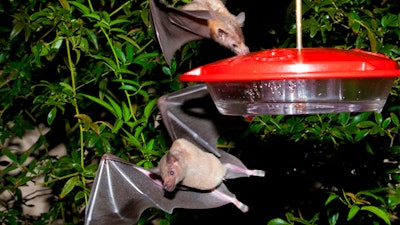 This 2013 file photo provided by the U.S. Fish and Wildlife shows nectar-feeding lesser long-nosed bats attracted to a hummingbird feeder during a citizen science bat migration monitoring project in southern Arizona. Wildlife managers in the American Southwest say a once-rare bat important to the pollination of plants used to produce tequila has made a comeback and is being removed from the federal endangered species list.