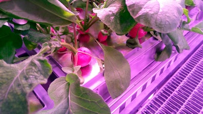 The undated photo provided by the German aerospace center (DLR) shows radish before being harvested in the EDEN-ISS greenhouse at the Neumeyer-Station III on Antarctica. The project without soil but with a closed water cycle, optimized lightning and carbon dioxide levels is a test to become part of the nutrition for astronauts in future moon or Mars missions.