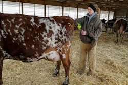 In this April 2, 2018 photo fifth-generation dairy farmer Mary Mackinson Faber fits a Moocall device on the tail of a pregnant dairy cow at her farm in Pontiac, Ill. The device monitors the cow's movements and will trigger a text message to announce that the cow is about to give birth. Today's cows are getting an upgrade and the marriage of two technologies, motion sensors and artificial intelligence, is making mass-scale farming more efficient.
