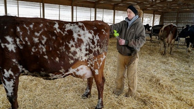 In this April 2, 2018 photo fifth-generation dairy farmer Mary Mackinson Faber fits a Moocall device on the tail of a pregnant dairy cow at her farm in Pontiac, Ill. The device monitors the cow's movements and will trigger a text message to announce that the cow is about to give birth. Today's cows are getting an upgrade and the marriage of two technologies, motion sensors and artificial intelligence, is making mass-scale farming more efficient.