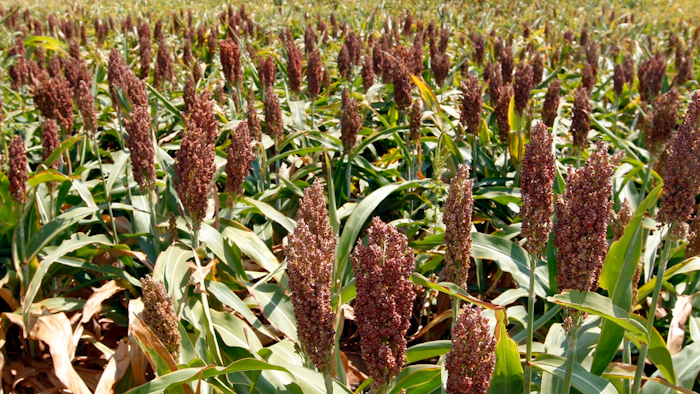 This Aug. 15, 2012, file photo shows sorghum at a farm in Waukomis, Okla. As China-U.S. trade talks resume in Washington, China said Friday, May 18, 2018 it is dropping anti-dumping and anti subsidy investigations into imported U.S. sorghum, saying it is not in the public interest.