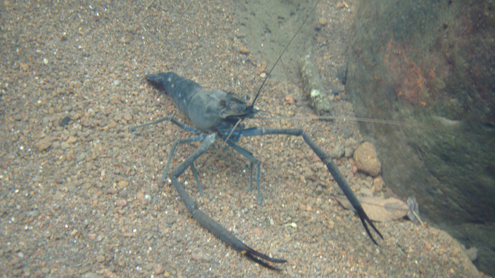 Tahinitian Prawn Macrobrachium Lar Terminal Male