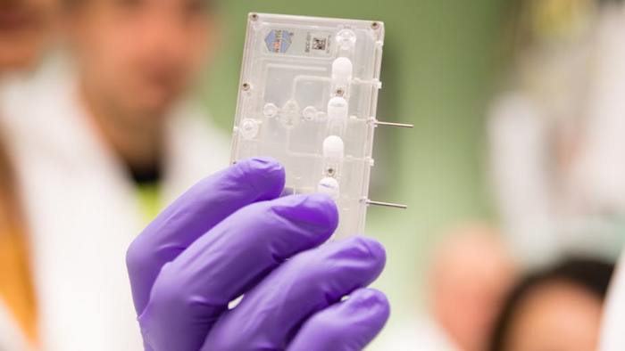 It doesn’t look like a kidney, but this ‘kidney-on-a-chip’ is a breakthrough for new drug testing.