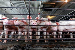 This July 21, 2017, file photo shows young hogs at Everette Murphrey Farm in Farmville, N.C. Industrial-scale hog producers knew for decades that noxious smells from open-air sewage pits tormented neighbors but didn't change their livestock-raising methods to keep production costs low, the lawyer for farm neighbors told jurors in a federal lawsuit Tuesday, April 24, 2018.