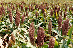 This Aug. 15, 2012, file photo shows sorghum at a farm in Waukomis, Okla. As China-U.S. trade talks resume in Washington, China said Friday, May 18, 2018 it is dropping anti-dumping and anti subsidy investigations into imported U.S. sorghum, saying it is not in the public interest.