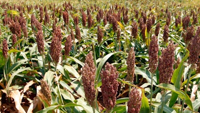 This Aug. 15, 2012, file photo shows sorghum at a farm in Waukomis, Okla. As China-U.S. trade talks resume in Washington, China said Friday, May 18, 2018 it is dropping anti-dumping and anti subsidy investigations into imported U.S. sorghum, saying it is not in the public interest.