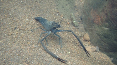 Tahinitian Prawn Macrobrachium Lar Terminal Male