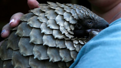 In this file photo taken on Friday March 16, 2018 a pangolin from the Johannesburg Wildlife Veterinary Hospital is taken to a nearby field to forage for food near Johannesburg. Nearly 100 countries took part in a globe-spanning crackdown on the illegal wildlife trade, seizing tons of meat, ivory, pangolin scales and timber in a monthlong bust that exposed the international reach of traffickers, Interpol said Wednesday, June 20, 2018.