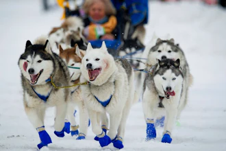 In this March 3, 2018, file photo, Eagle River, Alaska musher Tom Schonberger's lead dogs trot along Fourth Avenue during the ceremonial start of the Iditarod Trail Sled Dog Race in Anchorage, Alaska. Animal rights activists are toasting the maker of Jack Daniel's whiskey, saying the company has ended its long-running sponsorship of Alaska's 1,000-mile race. The action follows a tough year for race organizers who have faced financial hardships, a loss of other sponsors and their first-ever dog doping scandal.