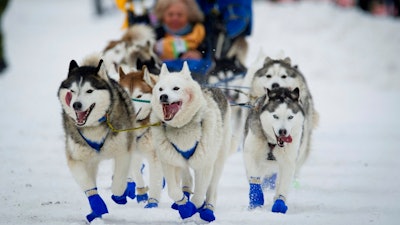 In this March 3, 2018, file photo, Eagle River, Alaska musher Tom Schonberger's lead dogs trot along Fourth Avenue during the ceremonial start of the Iditarod Trail Sled Dog Race in Anchorage, Alaska. Animal rights activists are toasting the maker of Jack Daniel's whiskey, saying the company has ended its long-running sponsorship of Alaska's 1,000-mile race. The action follows a tough year for race organizers who have faced financial hardships, a loss of other sponsors and their first-ever dog doping scandal.