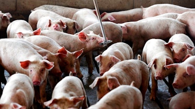 In this July 21, 2017, file photo, young hogs owned by Smithfield Foods gather around a water source at a farm in Farmville, N.C. Jury selection began Tuesday, May 29, 2018, in a Raleigh federal courthouse for the second trial over claims the method in which Hong Kong-owned, Virginia-based Smithfield Foods raises hogs caused a number of problems for neighbors after the operations moved in.