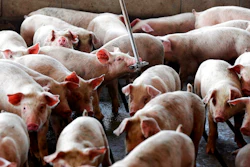 Pig Farm Ap