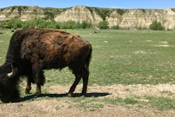In this May 24, 2017, file photo, a bison grazes in Theodore Roosevelt National Park in western North Dakota. North Dakota's Health Department has issued a permit allowing construction of an oil refinery about 3 miles from the park. State Air Quality Director Terry O'Clair says officials conducted a 1½-year review and determined the refinery won't negatively impact the park.