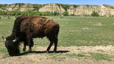 In this May 24, 2017, file photo, a bison grazes in Theodore Roosevelt National Park in western North Dakota. North Dakota's Health Department has issued a permit allowing construction of an oil refinery about 3 miles from the park. State Air Quality Director Terry O'Clair says officials conducted a 1½-year review and determined the refinery won't negatively impact the park.