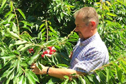 Jeff Colombini looks over bing cherries in one of his orchards in Friday, June 1, 2018, in Stockton, Calif. Colombini is worried about the financial impact of retaliatory tariffs on his 1,800 acre farm, which grows and exports apples, cherries and walnuts. Mexico, Canada and the EU are threatening tariffs on a variety of US products in response to the Trump administration's tariffs on steel and aluminum imports.