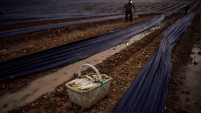 In this photo taken on Saturday, June 2, 2018, a seasonal worker collects white asparagus in Uterga, around 15 km (9 miles) from Pamplona, northern Spain.