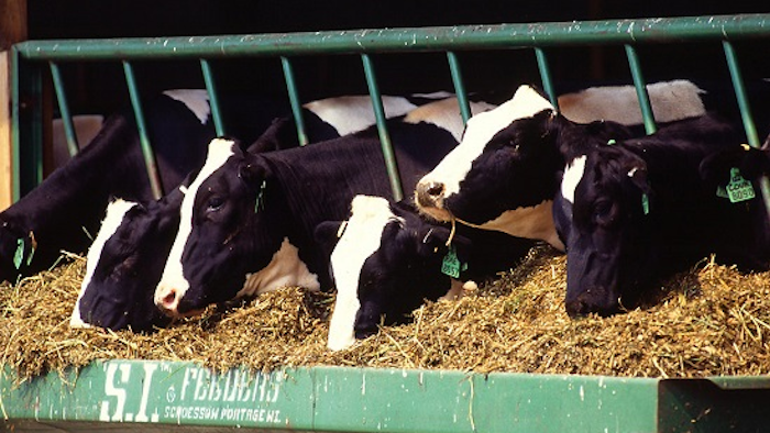 Cattle Freestockphotos biz