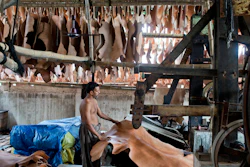 In this Thursday, June 28, 2018, photo, a Bangladeshi laborer processes leather at a factory on the banks of the Daleshwari River in Savar, Bangladesh. Bangladesh tanneries prepping leather for shoes, belts, wallets and purses are dumping toxic chemicals into the Daleshwari river at a new industrial complex more than a year after the government shut them down for poisoning a different river and using child labor.