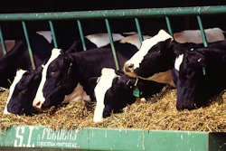 Cattle Freestockphotos biz