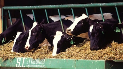 Cattle Freestockphotos biz