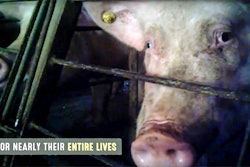 This frame grab from a video provided by Mercy for Animals shows a pig in an undercover video released by the group. The recently released undercover video showing pigs being abused at a supplier to the world's largest meat producer also highlights practices that are still common but slowly being changed in the pork industry.