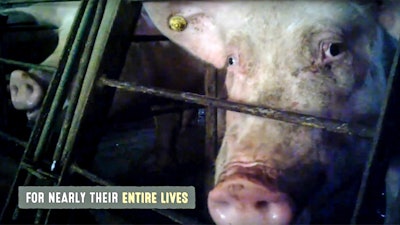 This frame grab from a video provided by Mercy for Animals shows a pig in an undercover video released by the group. The recently released undercover video showing pigs being abused at a supplier to the world's largest meat producer also highlights practices that are still common but slowly being changed in the pork industry.