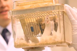 Researchers use the mouse to study the genetics of a bone marrow cancer called multiple myeloma.