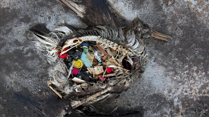 A black footed albatross chick with plastics in its stomach lies dead on Midway Atoll in the Northwestern Hawaiian Islands. Midway sits amid a collection of man-made debris called the Great Pacific Garbage Patch. Along the paths of Midway, there are piles of feathers with rings of plastic in the middle - remnants of birds that died with the plastic in their guts.