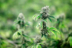 Marijuana Ap