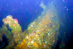 This July, 2018 photo from video provided by Project Recover shows a gun shows a portion of the coral-encrusted stern of the destroyer USS Abner Read in the waters off Kiska Island, Alaska. The Abner Read hit a mine left by the Japanese after they abandoned Kiska Island in Alaska's Aleutian Islands in 1943, ripping the stern off. But the ship never sank and was refitted and returned to duty. Now, 75 years after the ship's 75-foot stern broke off, it has been located off Kiska by a team of scientists funded by the U.S. government.