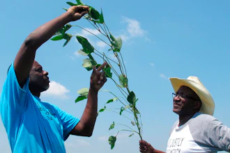 In this June 25, 2018, photo, Tyrone Grayer, left, and David Allen Hall inspect a soybean plant at their farm in Parchman, Miss. Hall and Grayer are among a group of black farmers in Tennessee and Mississippi who are suing Stine Seed Co., claiming the seeds were switched and they were given faulty, low-yield seeds.