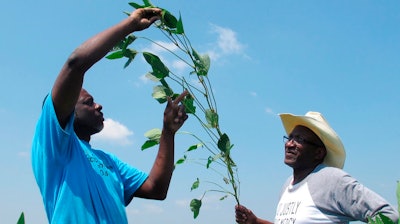 In this June 25, 2018, photo, Tyrone Grayer, left, and David Allen Hall inspect a soybean plant at their farm in Parchman, Miss. Hall and Grayer are among a group of black farmers in Tennessee and Mississippi who are suing Stine Seed Co., claiming the seeds were switched and they were given faulty, low-yield seeds.
