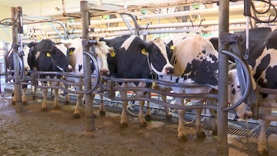 In this June 8, 2018 image taken from video, cows are milked at a dairy farm at the University of California, Davis, in Davis, Calif., where researchers are feeding seaweed to dairy cows in a bid to make cattle more climate-friendly. UC Davis is studying whether adding small amounts of seaweed to cattle feed can help reduce their emissions of methane, a potent greenhouse gas that's released when cattle burp, pass gas or make manure.