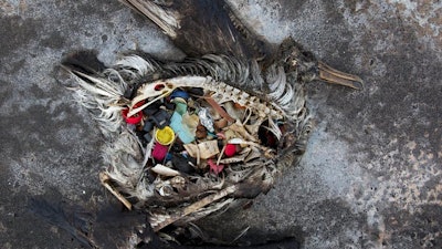 A black footed albatross chick with plastics in its stomach lies dead on Midway Atoll in the Northwestern Hawaiian Islands. Midway sits amid a collection of man-made debris called the Great Pacific Garbage Patch. Along the paths of Midway, there are piles of feathers with rings of plastic in the middle - remnants of birds that died with the plastic in their guts.