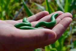 Ivan Hiltpold holds Play-Doh (plasticine) caterpillars designed to monitor birds preying on insects in response to plants sending out chemical pleas for help. Plant scientists refer to the chemicals as plant volatiles.