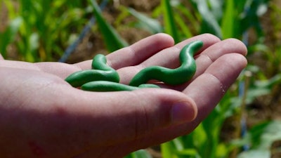 Ivan Hiltpold holds Play-Doh (plasticine) caterpillars designed to monitor birds preying on insects in response to plants sending out chemical pleas for help. Plant scientists refer to the chemicals as plant volatiles.