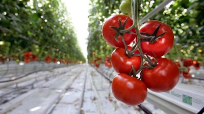 In this Jan. 29, 2007, file photo, ripe tomatoes await harvesting at the Backyard Farms greenhouse in Madison, Maine. It is one of the largest hydroponic greenhouses in New England. North Country Growers plans to start building its two, 10-acre hydroponic greenhouses in Berlin, N.H., in 2017, with planting in July 2018 and its first harvest in autumn.