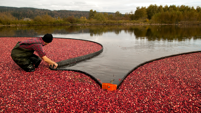 Cranberry Harvest