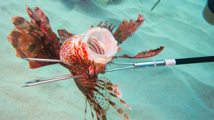 Lionfish