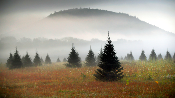 In this Sept. 27, 2017, file photo fog drifts through a Christmas tree farm near Starks Mountain in Fryeburg, Maine. Amazon plans to sell and ship fresh, full-size Christmas trees this year. They’ll go on sale in November and be sent within 10 days of being cut. Amazon says they should survive the shipping fine.