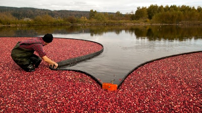 Cranberry Harvest