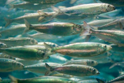 Herring