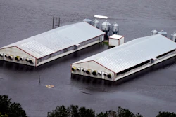 A hog farm is inundated with floodwaters from Hurricane Florence near Trenton, N.C., Sunday, Sept. 16, 2018.