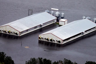 A hog farm is inundated with floodwaters from Hurricane Florence near Trenton, N.C., Sunday, Sept. 16, 2018.